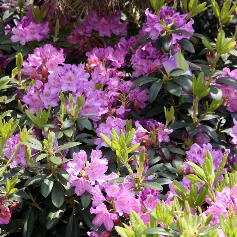 Rhododendron catawbiense Grandiflorum (Floración)