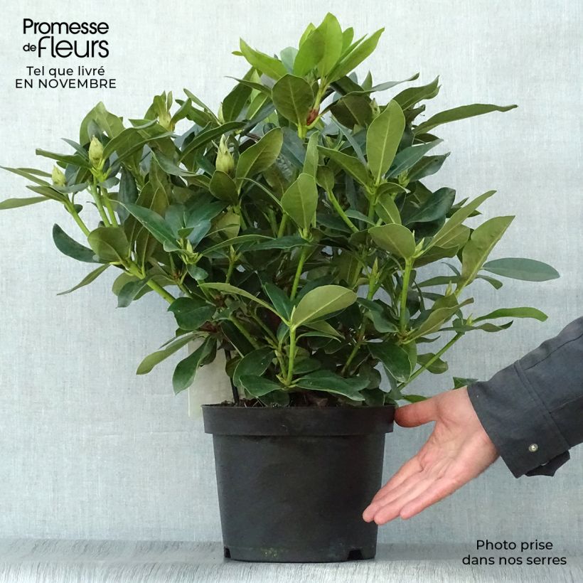 Ejemplar de Rhododendron Cunningham's White Maceta 4L/5L entregado en otoño