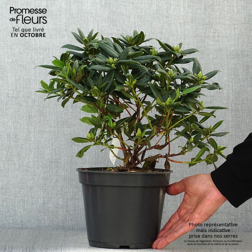 Ejemplar de Rhododendron Dora Amateis Maceta 3L/4L entregado en otoño