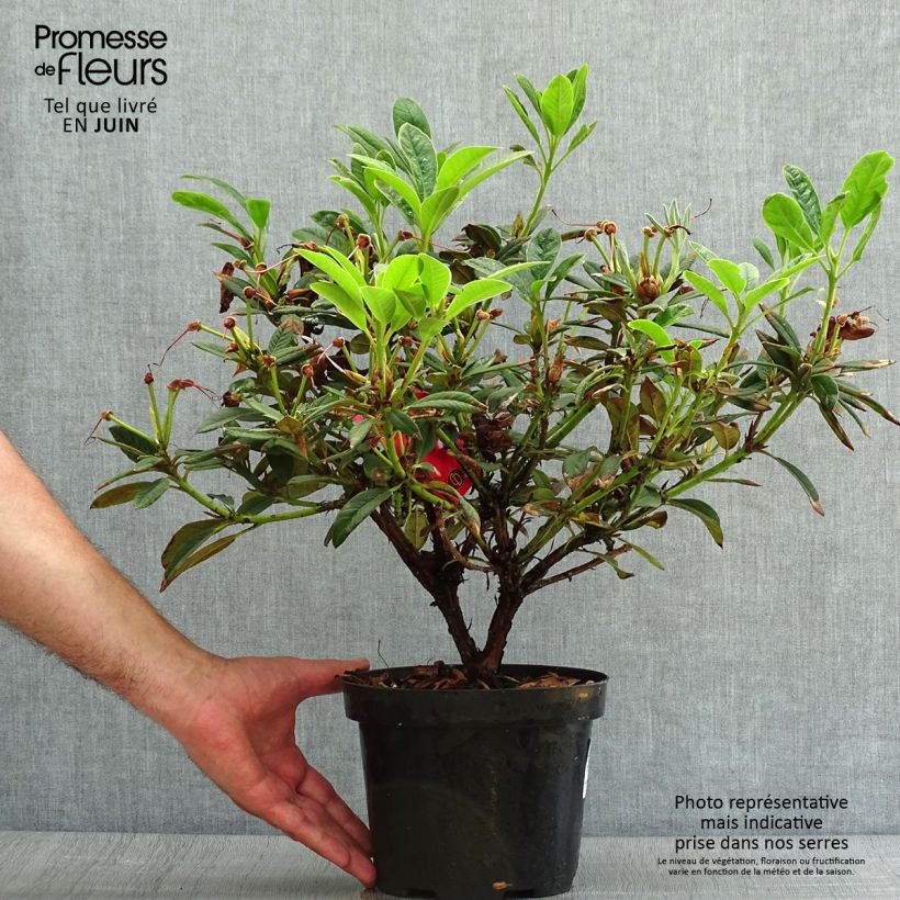 Ejemplar de Rhododendron Elizabeth Red Foliage Maceta 2L/3L entregado en verano