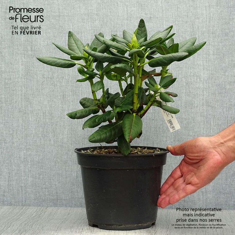 Ejemplar de Rhododendron Gedser Gold Maceta 4L/5L entregado en otoño