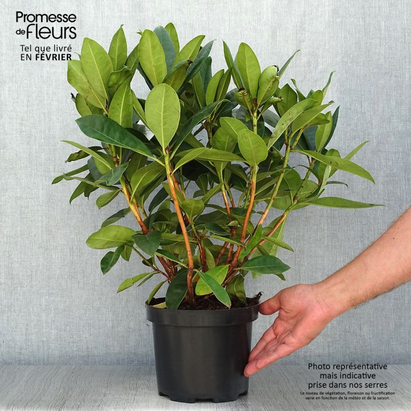 Ejemplar de Rhododendron Gomer Waterer Maceta 3L/4L entregado en otoño