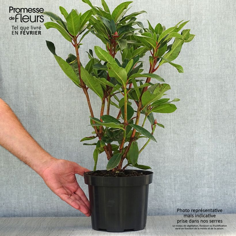 Ejemplar de Rhododendron Halfdan Lem Maceta 4L/5L entregado en otoño