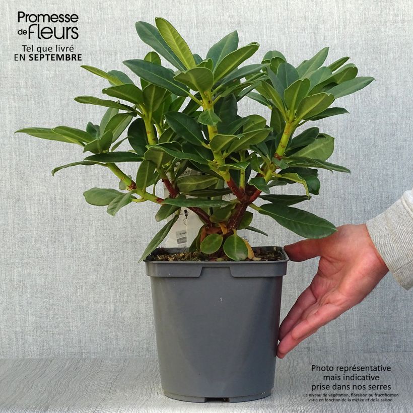 Ejemplar de Rhododendron Horizon Monarch Maceta 4L/5L entregado en otoño