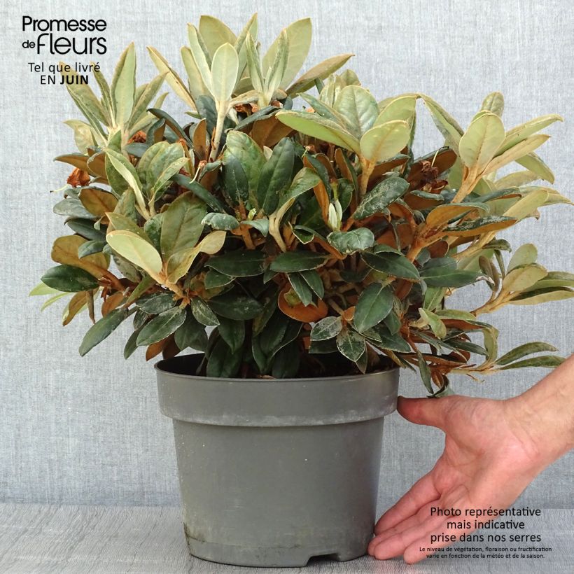 Ejemplar de Rhododendron INKARHO Bellini Maceta 4L/5LAltura de entrega aprox. 30/40cm entregado en verano