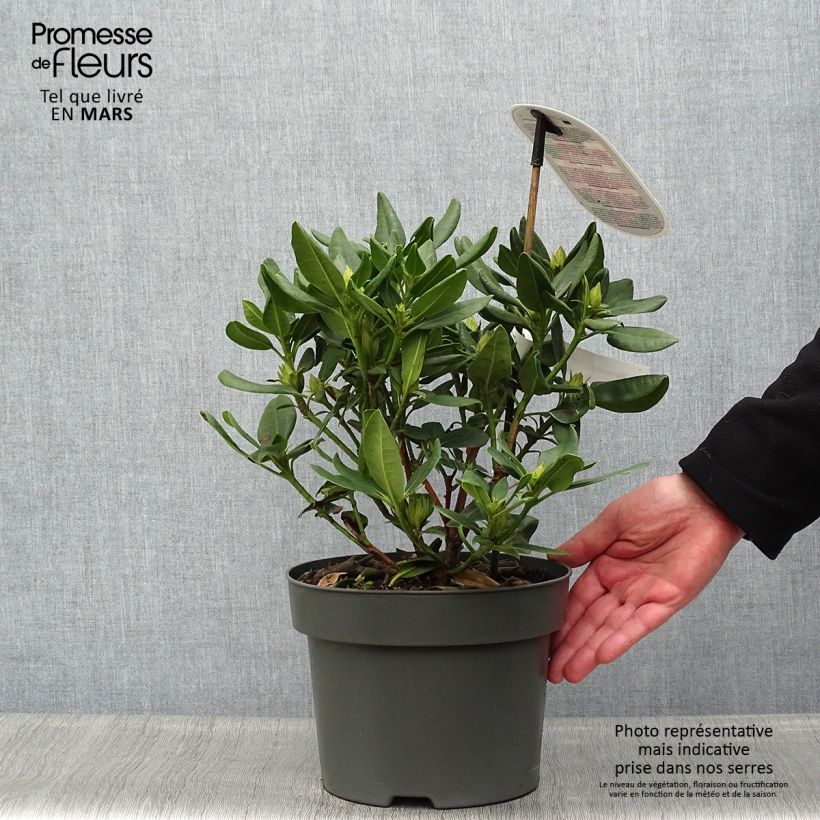 Rhododendron INKARHO Brasilia Maceta 4L/5LAltura de entrega aprox. 25/30cm Ejemplar entregado en la primavera