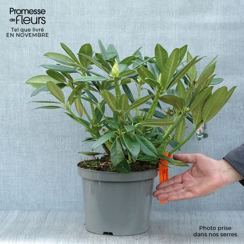 Ejemplar de Rhododendron INKARHO Brigitte Maceta 4L/5L entregado en otoño