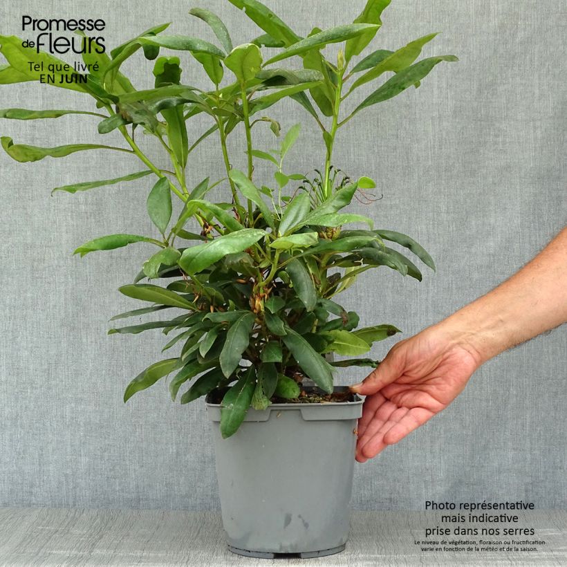 Ejemplar de Rhododendron INKARHO Marcel Ménard Maceta 3L/4LAltura de entrega aprox. 30+cm entregado en verano
