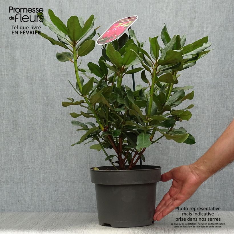Ejemplar de Rhododendron INKARHO Nova Zembla Maceta 4L/5L entregado en otoño