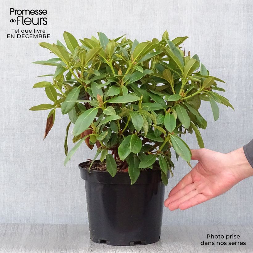 Rhododendron Jingle Bells Maceta 4L/5L Ejemplar entregado en invierno