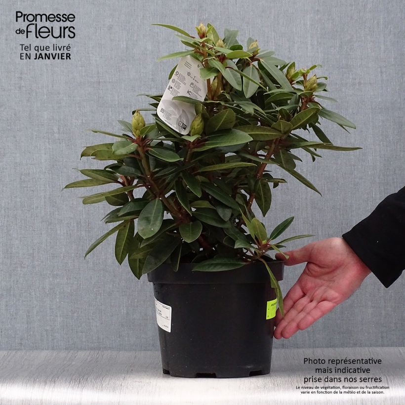 Rhododendron Kokardia Maceta 2L/3L Ejemplar entregado en invierno