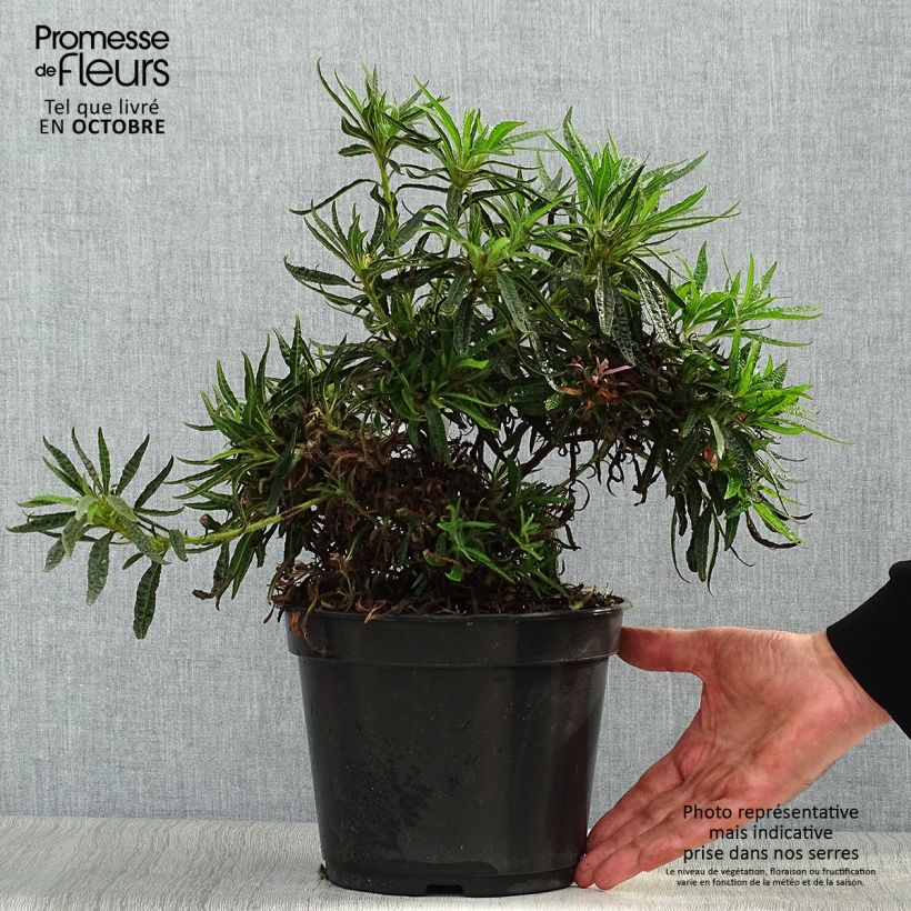 Ejemplar de Rhododendron macrosepalum Linearifolium Maceta 4L/5L entregado en otoño