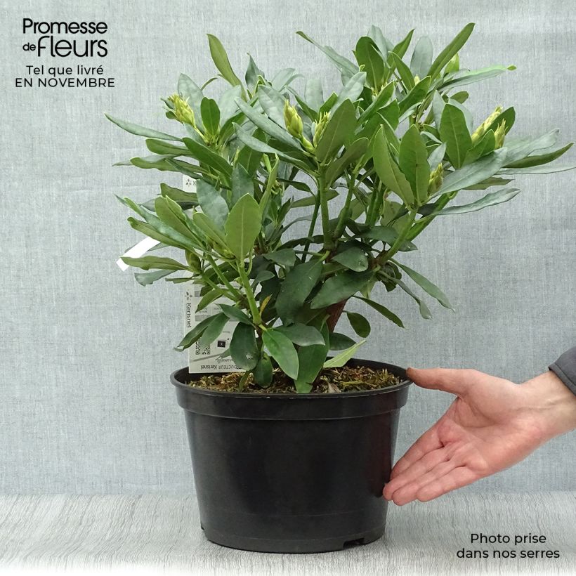 Ejemplar de Rhododendron Madame Masson Maceta 4L/5L entregado en otoño