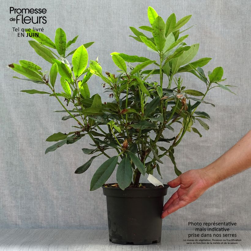 Ejemplar de Rhododendron Madame Masson - Grand Rhododendron Pot de 4L/5L entregado en verano