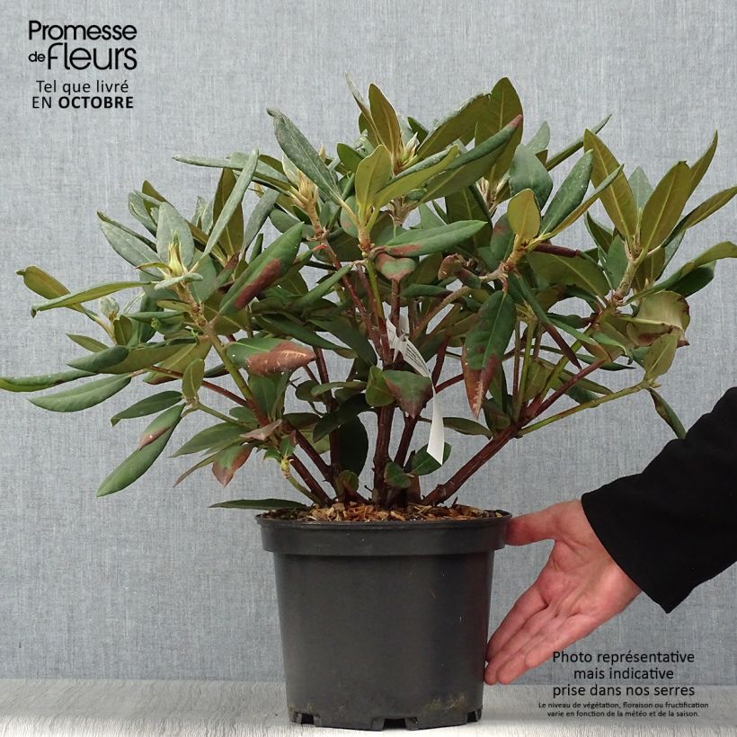 Ejemplar de Rhododendron Melville Maceta 3L/4L entregado en otoño