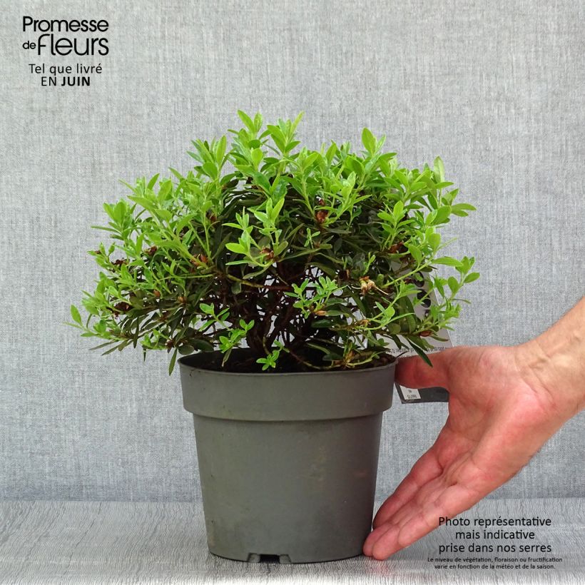 Ejemplar de Rhododendron impeditum Moerheim Maceta 2L/3L entregado en verano