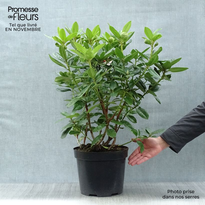 Ejemplar de Rhododendron Mrs T.h.lowinsky Maceta 7,5L/10L entregado en otoño