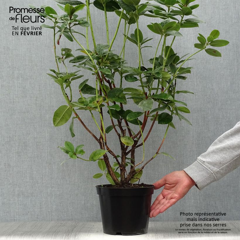 Ejemplar de Rhododendron Mrs T.h.lowinsky Maceta 4L/5L entregado en otoño