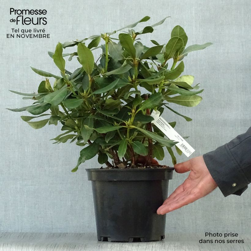 Ejemplar de Rhododendron Nova Zembla Maceta 4L/5L entregado en otoño