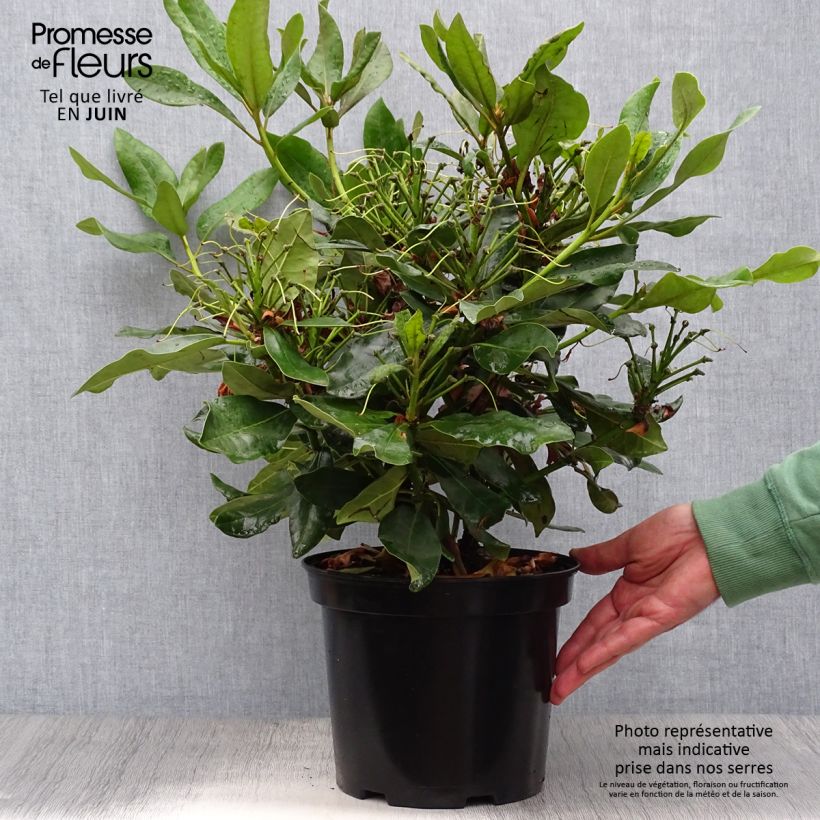 Ejemplar de Rhododendron Nova Zembla - Grand Rhododendron Pot de 4L/5L entregado en verano