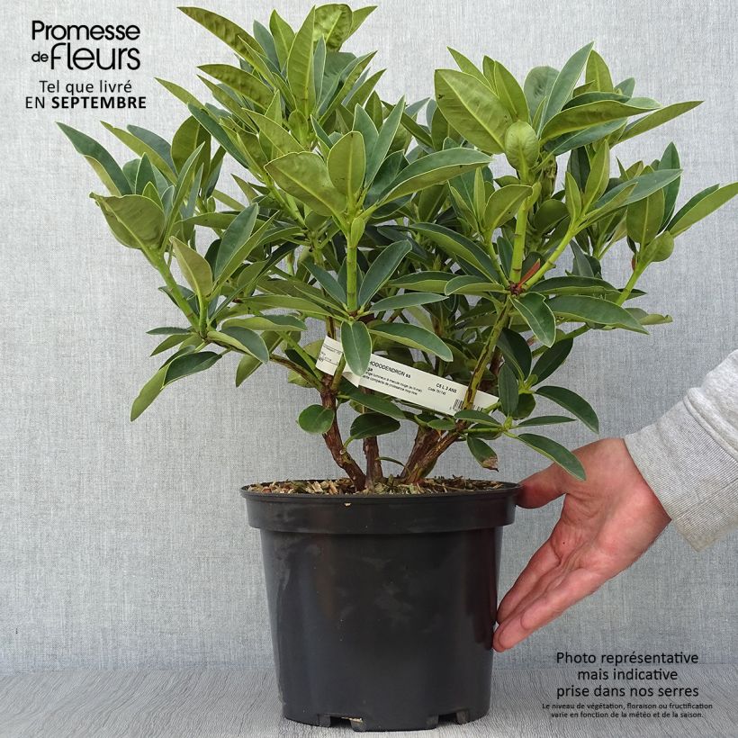 Ejemplar de Rhododendron Olga Maceta 4L/5L entregado en otoño
