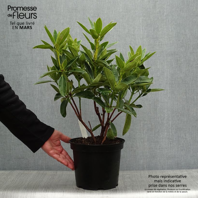 Rhododendron Olga - Grand Rhododendron Pot de 4L/5L Ejemplar entregado en la primavera