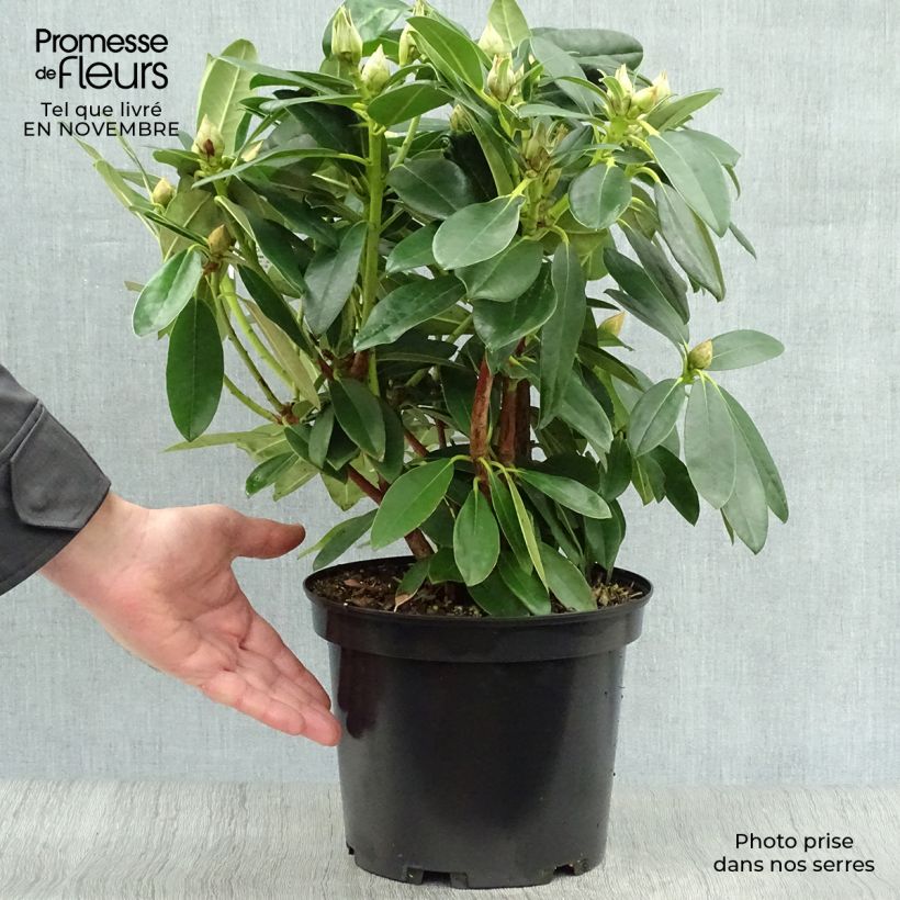 Ejemplar de Rhododendron yakushimanum Percy Wiseman Maceta 3L/4L entregado en otoño