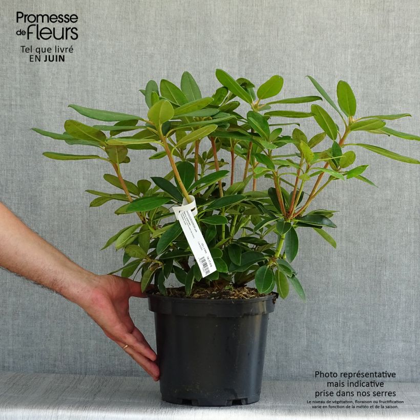 Ejemplar de Rhododendron yakushimanum Percy Wiseman Maceta 3L/4LAltura de entrega aprox. 20/40cm entregado en verano