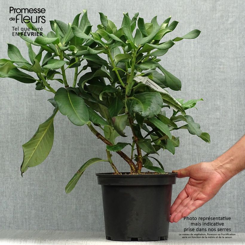 Ejemplar de Rhododendron Polar Bear Maceta 4L/5L entregado en otoño