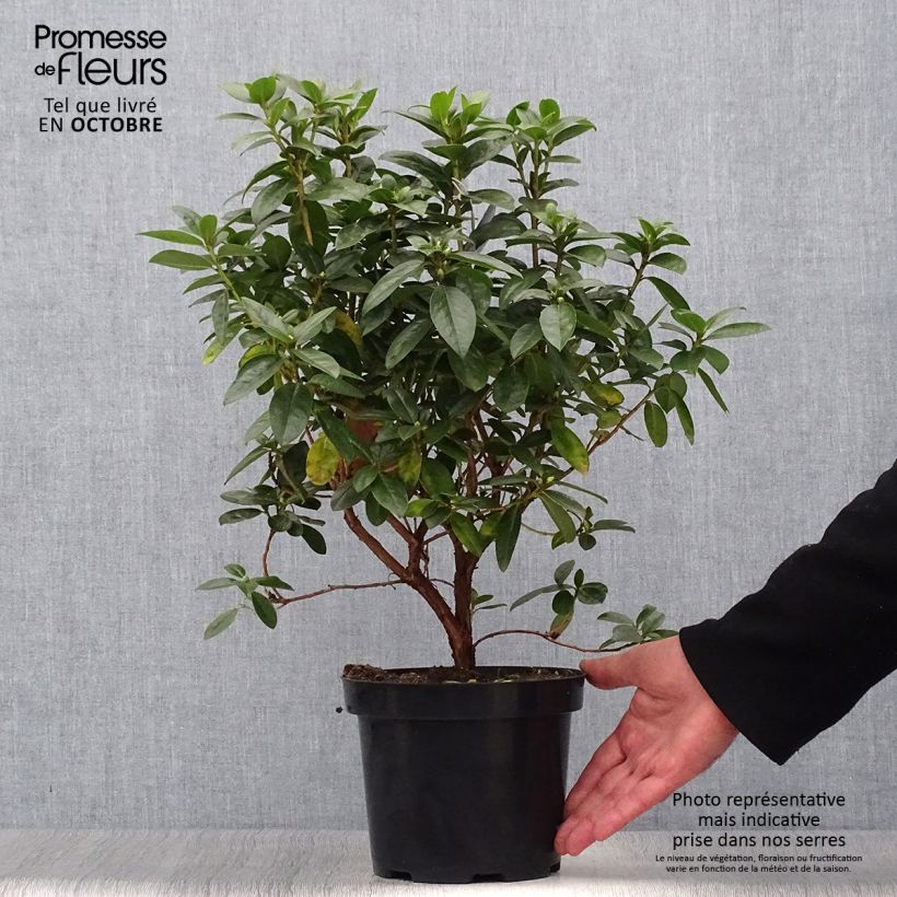 Ejemplar de Rhododendron Praecox Maceta 2L/3L entregado en otoño