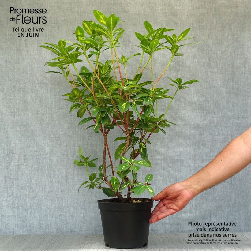 Ejemplar de Rhododendron Président Roosevelt - Grand Rhododendron Pot de 4L/5L entregado en verano