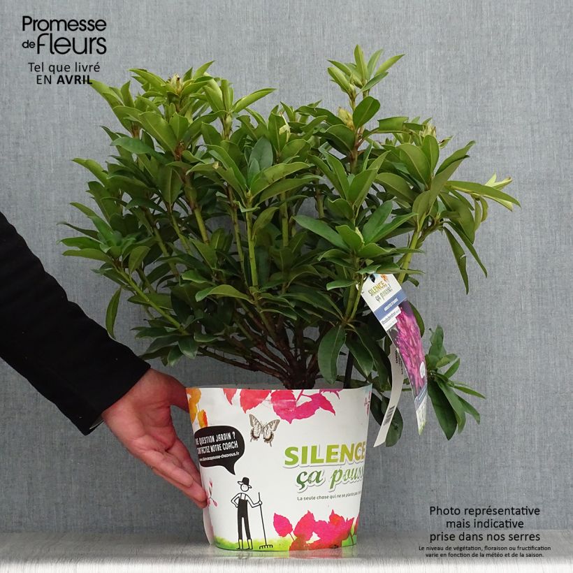 Rhododendron Red Eye Pot de 4L/5L Ejemplar entregado en la primavera