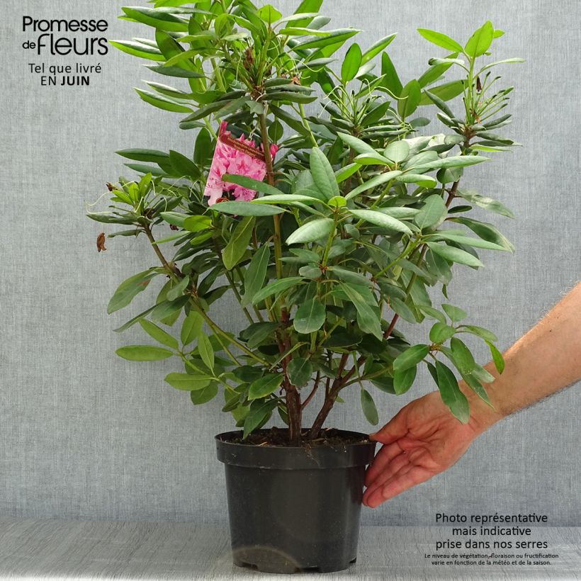 Ejemplar de Rhododendron catawbiense Roseum Elegans Maceta 4L/5L entregado en verano
