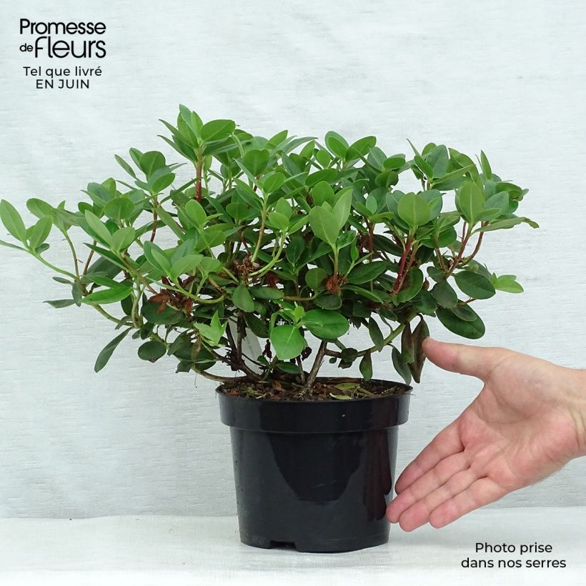 Ejemplar de Rhododendron Shamrock Maceta 2L/3L entregado en verano