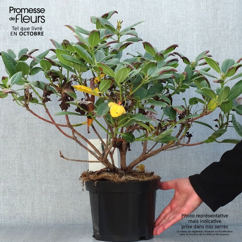 Ejemplar de Rhododendron Virginia Richards Maceta 4L/5L entregado en otoño
