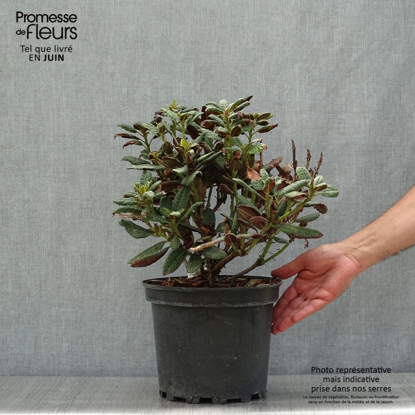 Ejemplar de Rhododendron Wine & Roses Maceta 6L/7L entregado en verano