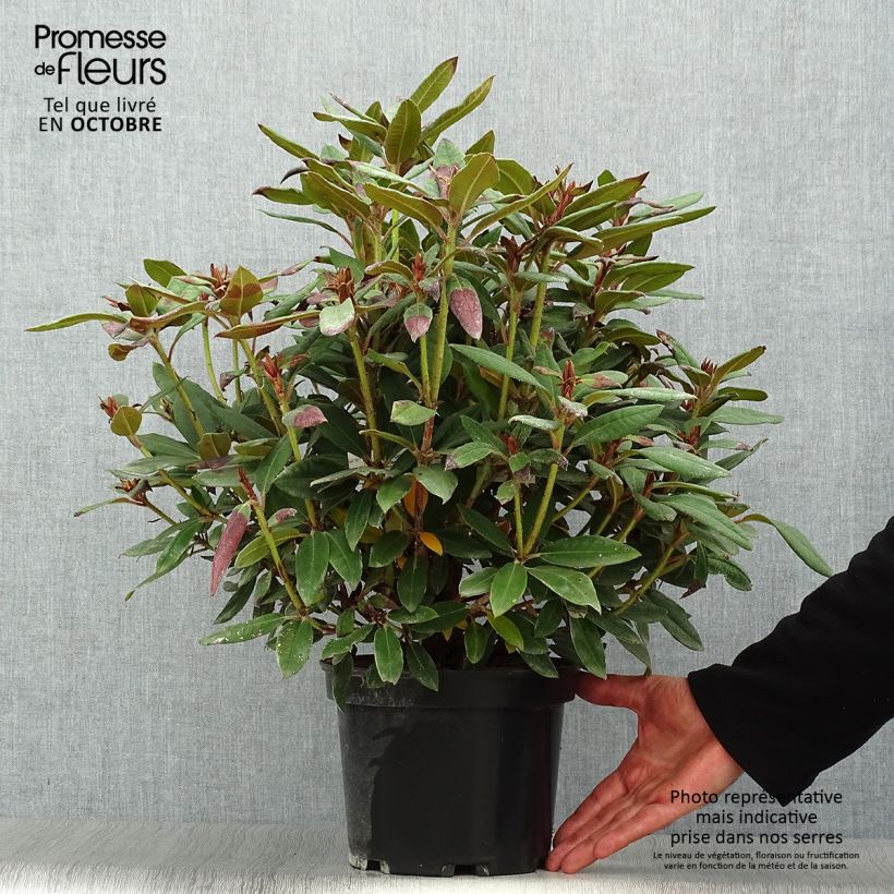 Ejemplar de Rhododendron Winsome Maceta 3L/4L entregado en otoño