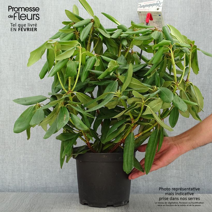 Ejemplar de Rhododendron catawbiense Boursault Maceta 4L/5L entregado en otoño