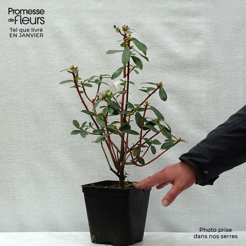Rhododendron cinnabarinum Maceta 3L/4L Ejemplar entregado en invierno