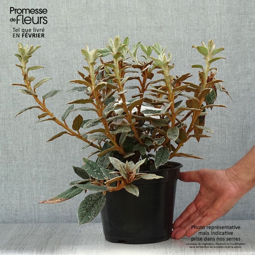 Ejemplar de Rhododendron edgeworthii Maceta 3L/4L entregado en otoño