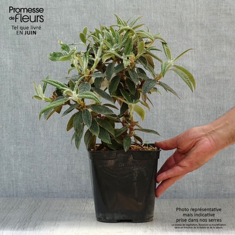 Ejemplar de Rhododendron edgeworthii Pot de 3L/4L entregado en verano