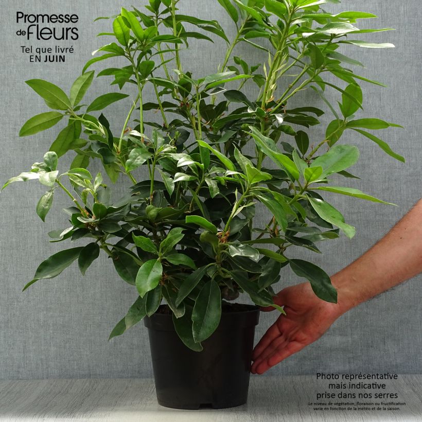 Ejemplar de Rhododendron Blue Jay Maceta 4L/5L entregado en verano