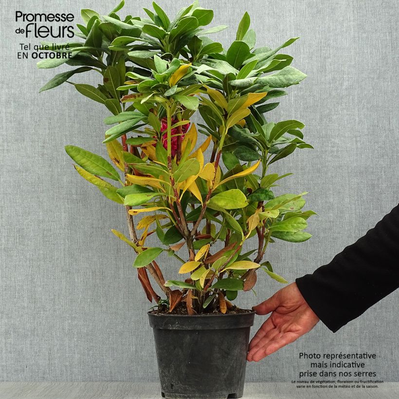 Ejemplar de Rhododendron Cosmopolitan Maceta 2L/3L entregado en otoño