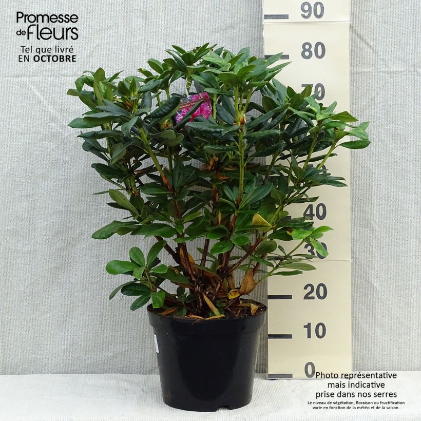 Ejemplar de Rhododendron Cosmopolitan Maceta 7,5L/10L entregado en otoño
