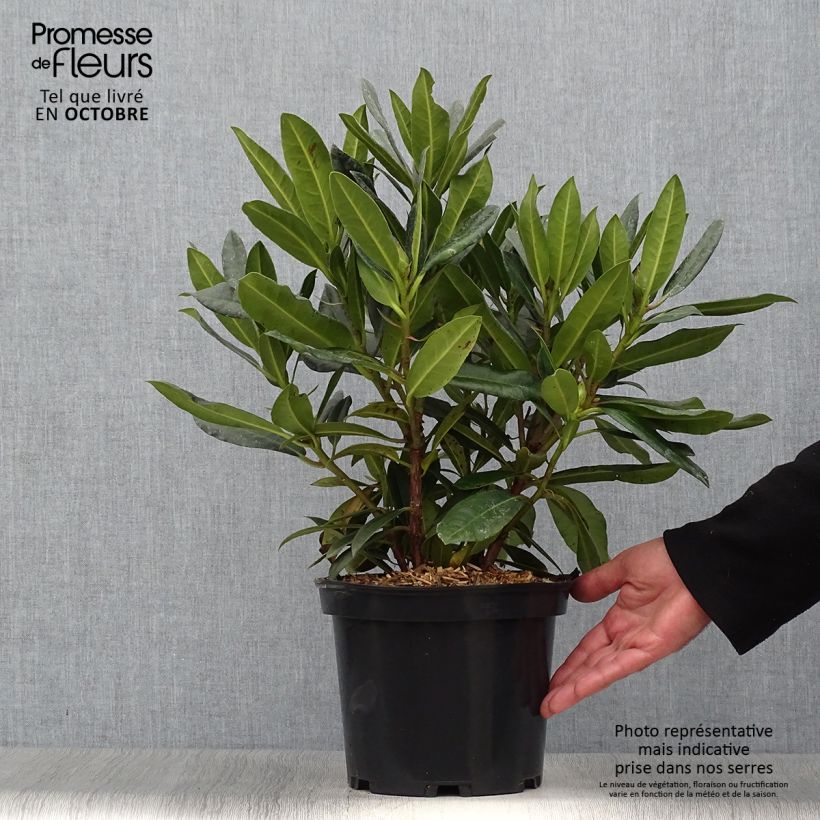Ejemplar de Rhododendron Kabarett Maceta 4L/5L entregado en otoño
