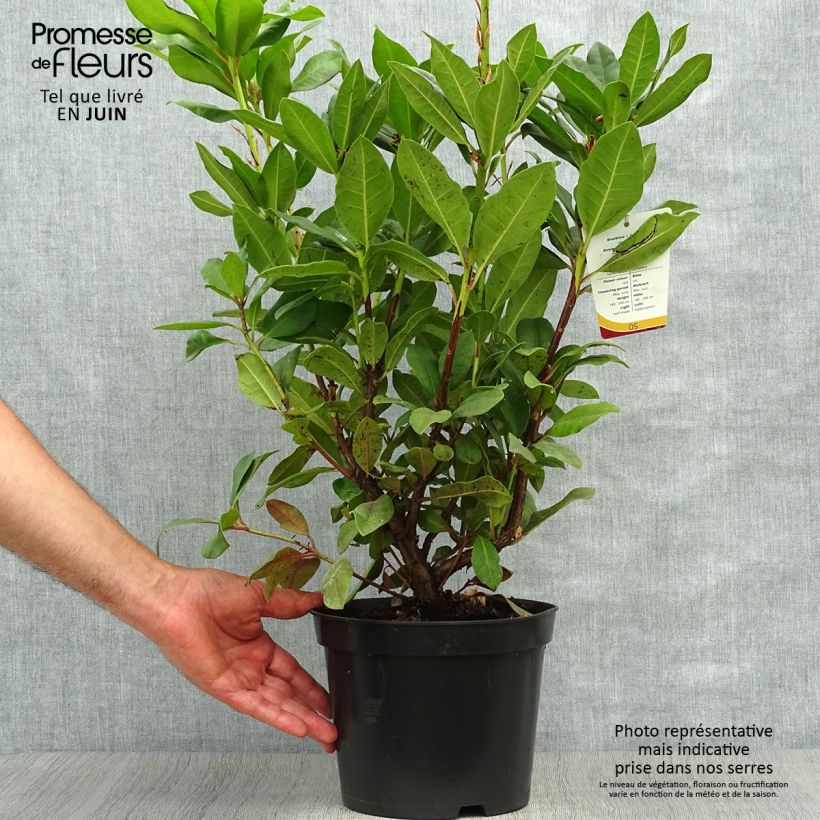 Ejemplar de Rhododendron Lord Roberts Maceta 4L/5L entregado en verano