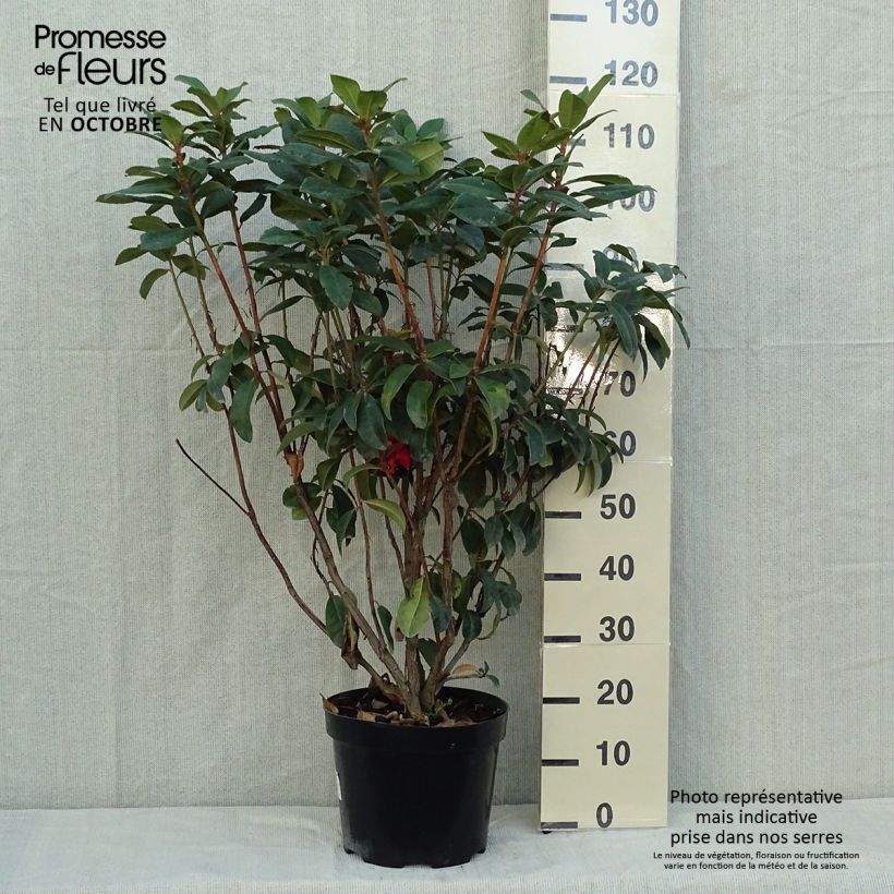 Ejemplar de Rhododendron Moser's Maroon Maceta 7,5L/10L entregado en otoño