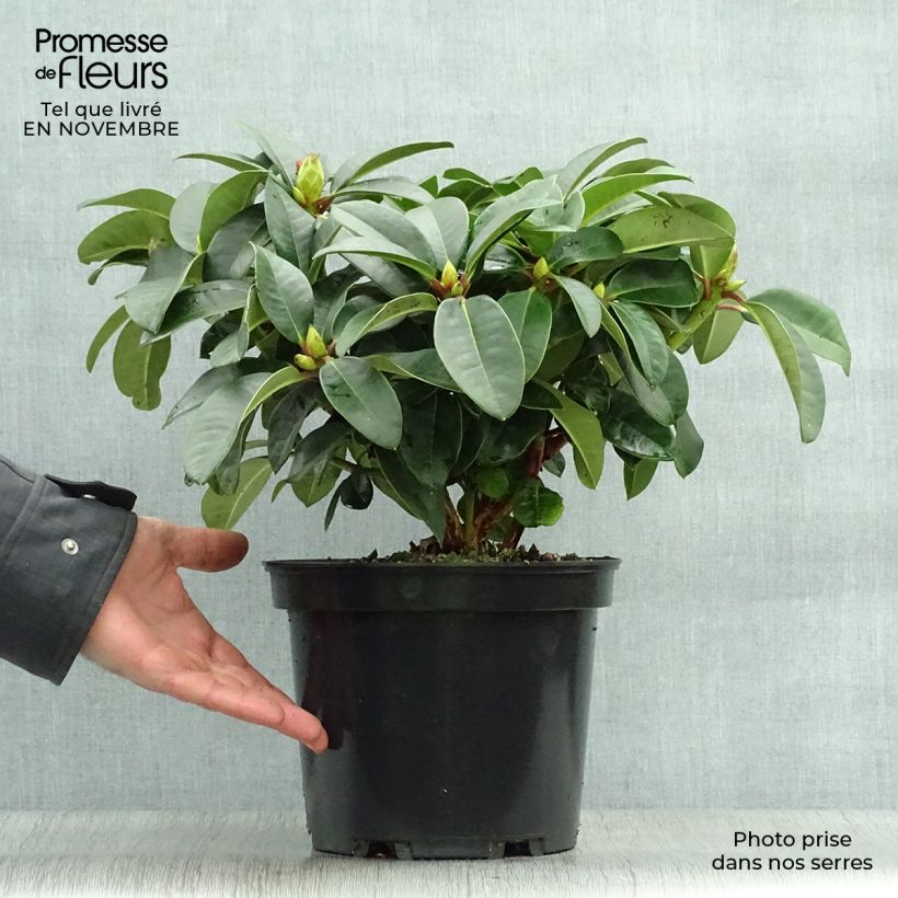 Ejemplar de Rhododendron Naselle Maceta 4L/5L entregado en otoño