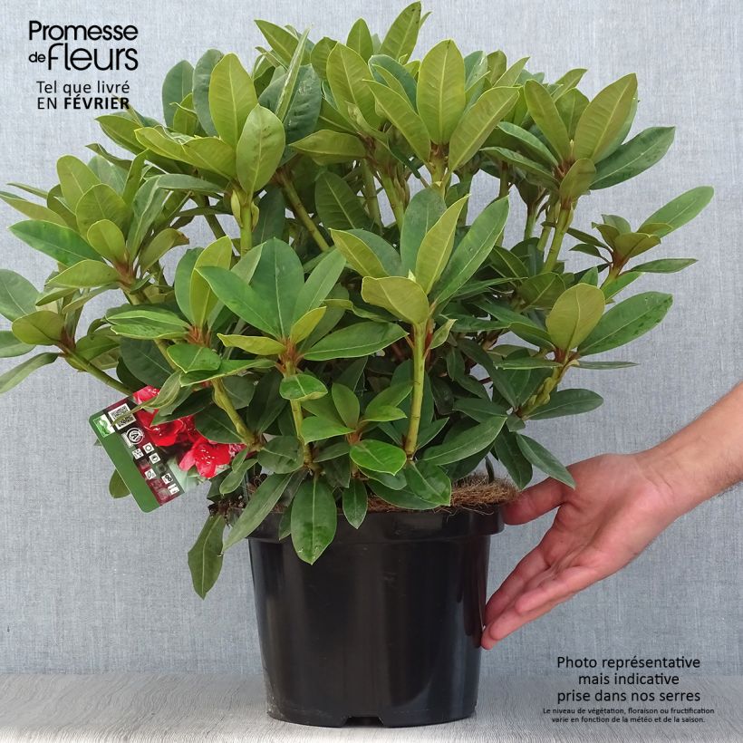 Ejemplar de Rhododendron Red Jack Maceta 4L/5L entregado en otoño