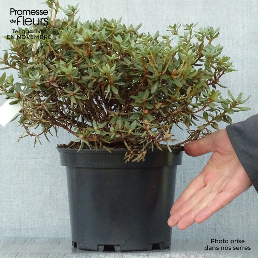 Ejemplar de Rhododendron Rhododendron impeditum Maceta 2L/3L entregado en otoño